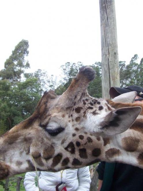 Visitors feed a giraffe at Orana Wildlife Park. Photo by Janice Murphy.