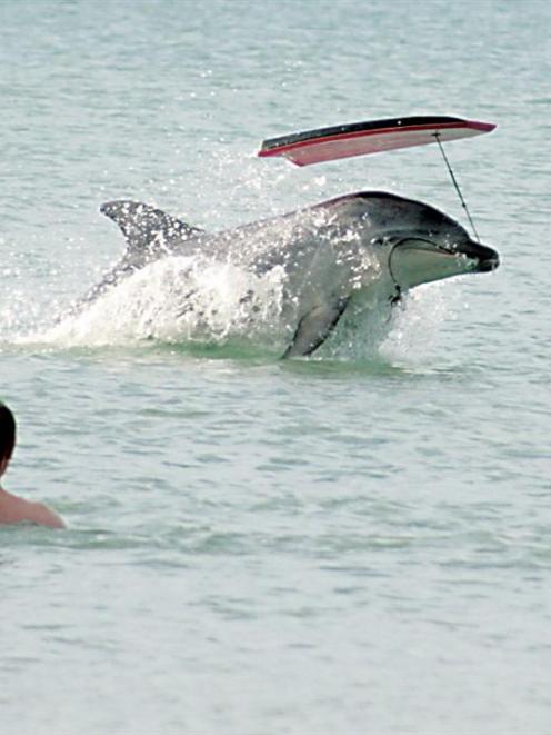 Visitors to Mahia continue to be wowed by the friendly bottlenose dolphin who has made the beach...