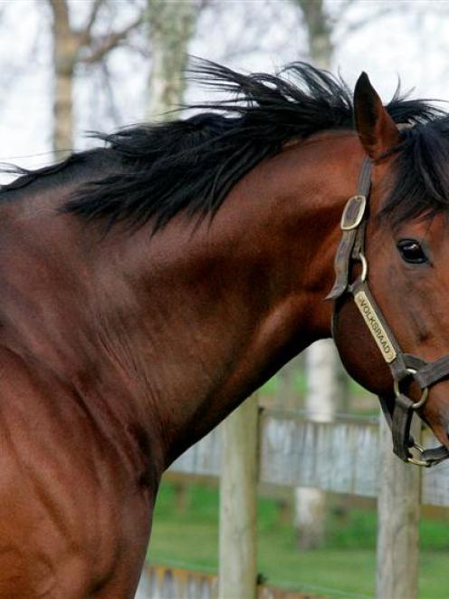 Volksraad, who led the New Zealand sires' list eight times. Photo by Trish Dunell.