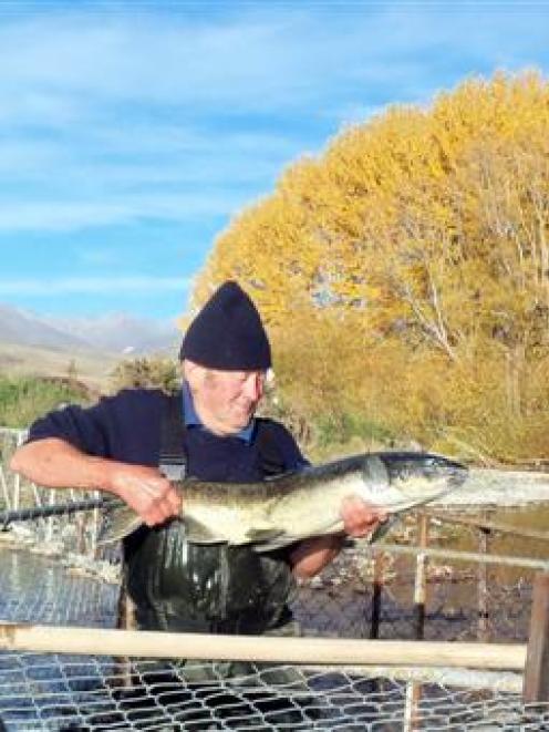 Volunteer Chris Poole holds a female salmon caught recently in the Hakataramea River trap...