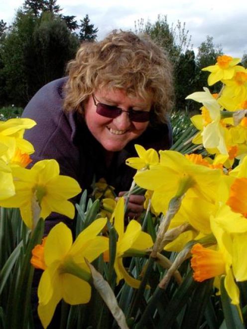 Volunteer Shirley Keen picks daffodils at Les Cleveland's property on Saddle Hill yesterday....