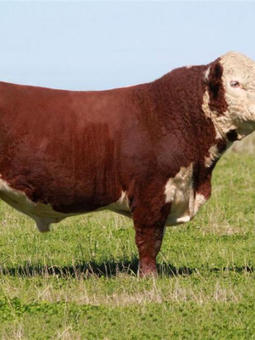Waikaka Skytower 1289, who sold for $33,000 at the national Hereford sale. Photo by Anna Fisher.