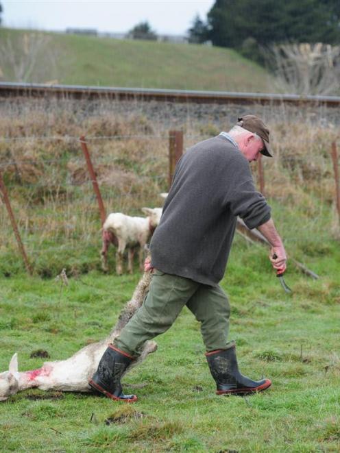 Waikouaiti farmer Paul Bartlett with what remains of his flock of 25 sheep after a similar attack...
