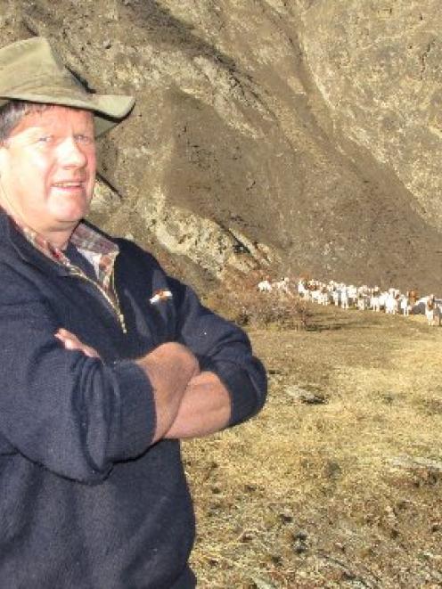 Waitiri Station lessee Dave Aitken, with eight-month-old hogget Boer cross goats. Photo by James...