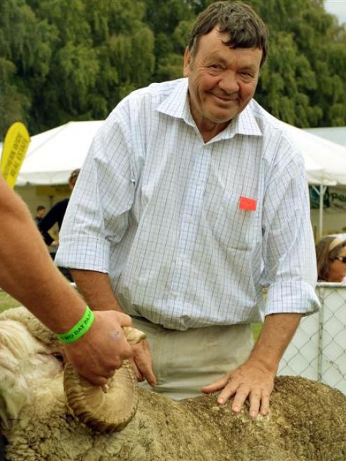 Wal Merriman inspects a merino ram during judging at the Upper Clutha A&P Show. Photo by Stephen...
