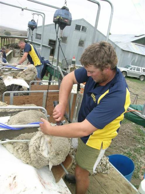Justin Willson (left) and Johnny Trevathan crutch sheep at Malvern Downs Station, Tarras. Photo...