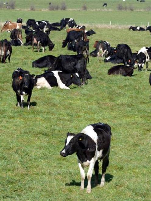 Westland dairy farmers will need to review their budgets. Photo by Gerard O'Brien.