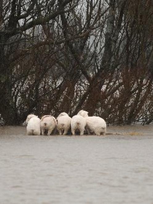 Wet weather has forced the cancellation of wool sales, preventing farmers from taking advantage...