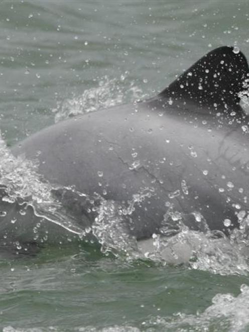 What is required to save the Maui's dolphin, or even if it can be saved, is uncertain. Photo from...
