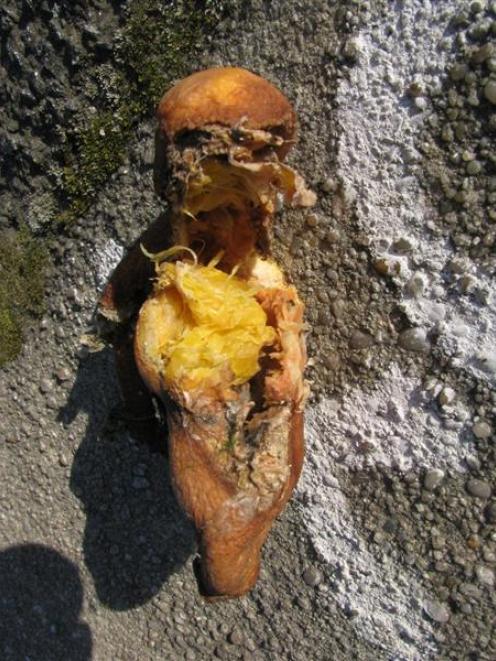 When squished, this rotting orange had the appearance of a doll. Photo by Anna Chinn.