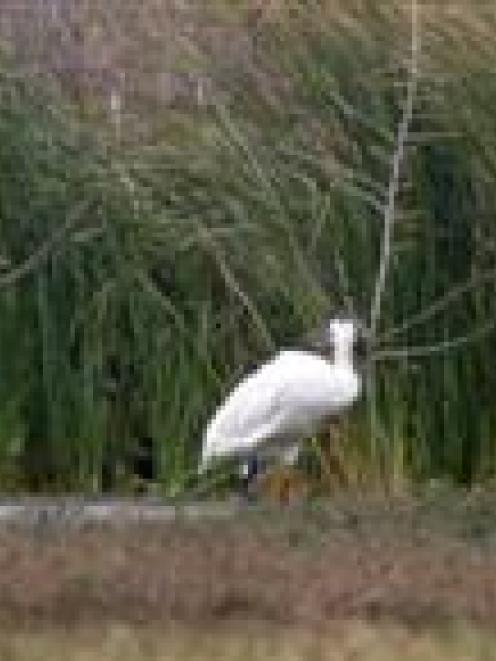 Whooping cranes are seen in a backyard in Lamar, Texas. The southern Texas Gulf Coast is winter...