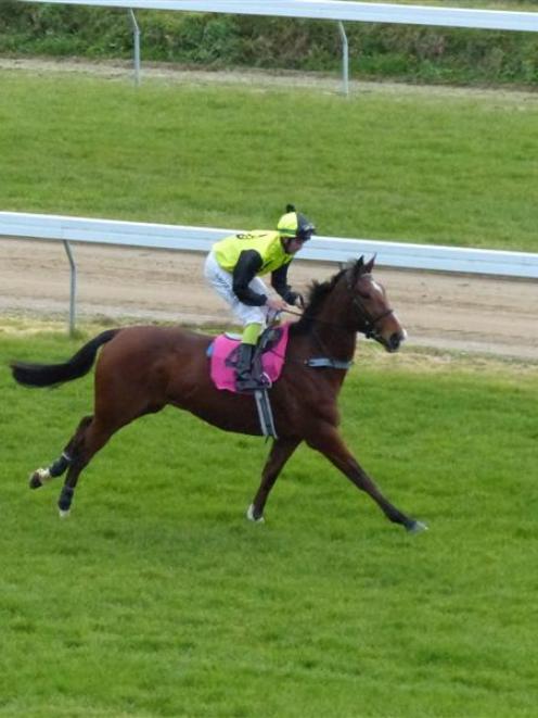Wild Bill faces his biggest test to date in the Great Autumn Handicap at Riccarton tomorrow....