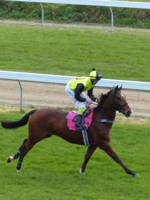 Wild Bill is one of two chances for Wingatui trainer Joanne Hillis at Cromwell tomorrow. Photo by...