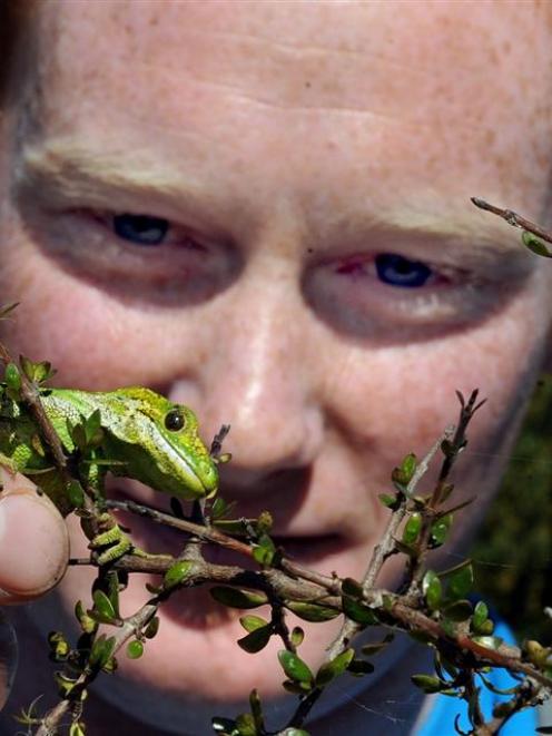 Wildlife management student Carey Knox releases a jewelled gecko on Otago Peninsula yesterday....