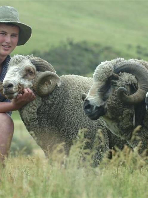 Will Gibson (15) with Cocoa, one of his prize-winning Moorit Merino rams. Photo by Peter McIntosh.