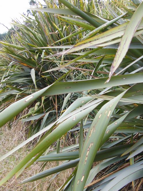 With its soft top and low height, flax can provide shelter that fits under irrigation booms,...