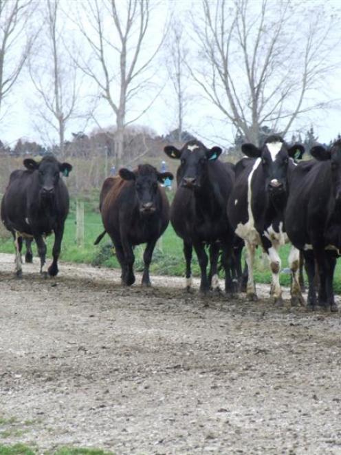 World dairy prices have already risen from recent lows. Photo by ODT.