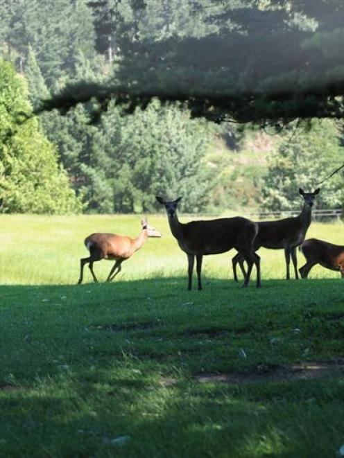 World venison prices are on a rollercoaster ride. Photo by Stephen Jaquiery.