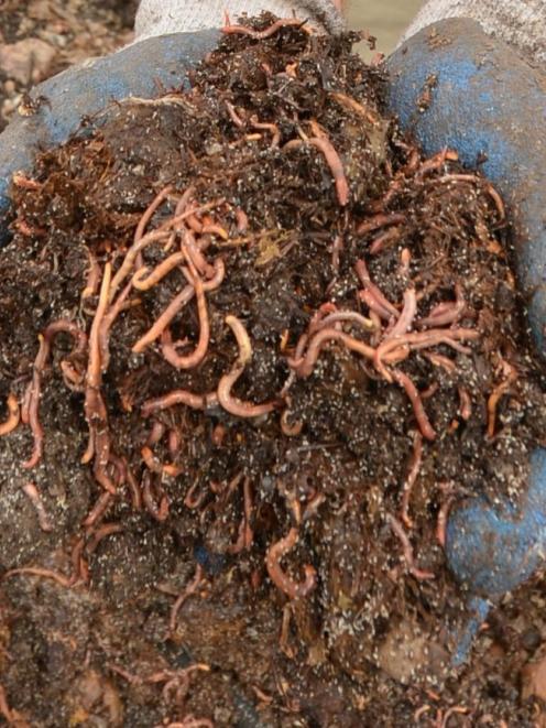 Worm farming is classified as a high risk business under the Government's health and safety...