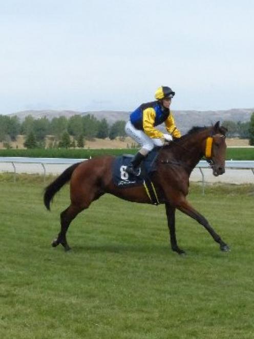 Yazoom flies the flag for Otago-trained gallopers at Ashburton today for Wingatui trainer Bruce...