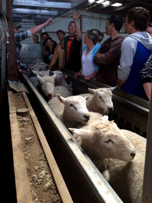 Young Farmers members learn some stock-judging tips during the Otago-Southland regional weekend....