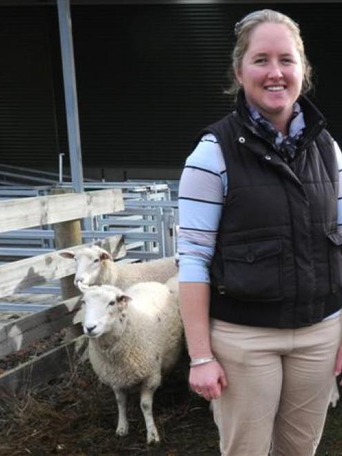 Young Farmers stock-judging competitor Olivia Ross takes a break from assessing sheep during the...