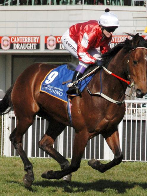 Zeddane, a sound prospect in the open sprint at Waterlea today. Photo by Tayler Strong.