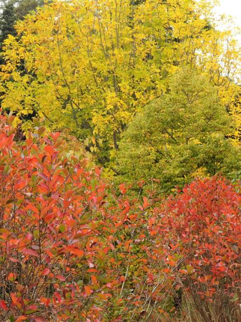 Autumn colour at Dunedin Botanic Garden. Photo by Christine O'Connor.