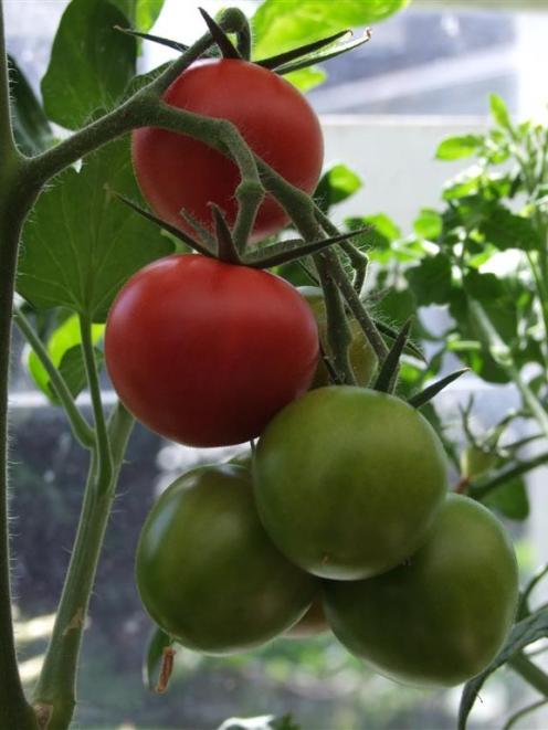 It’s time to remove the leaves from tomato plants to divert plant foods from the roots to the...