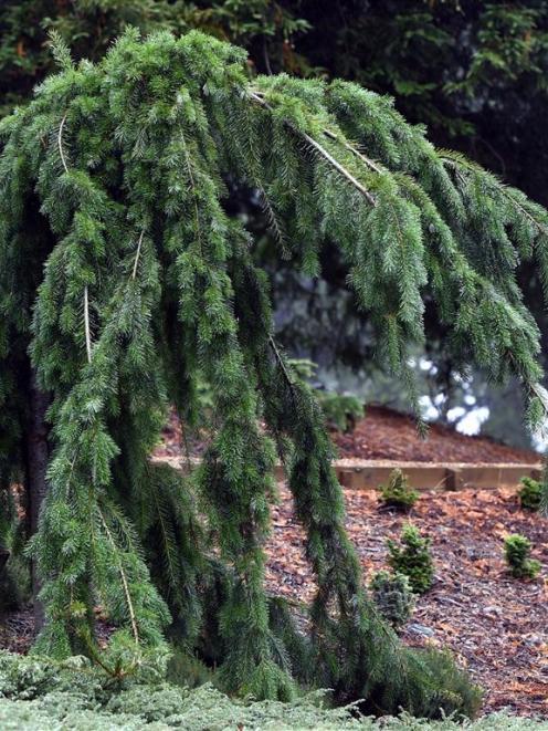 Pseudotsuga menziesii "Ruapuna". Photo by Peter McIntosh.