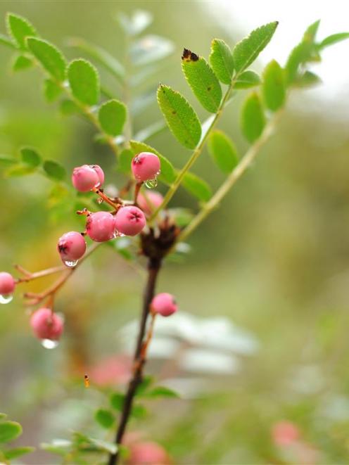 Sorbus reducta. Photo: Christine O'Connor