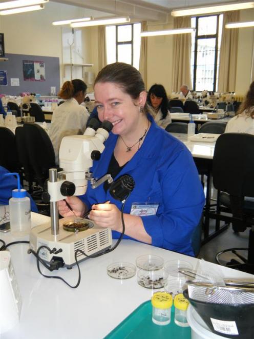 University of Otago Zoology department lecturer Dr Jenny Jandt examines insects during an insect...