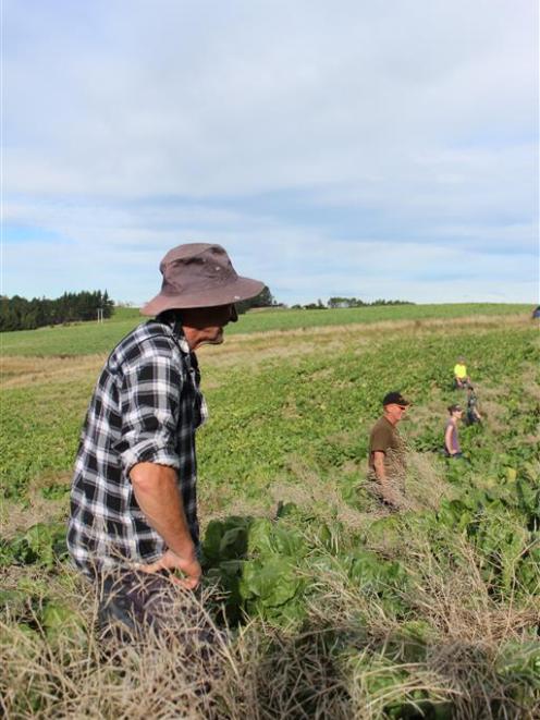 Volunteer Murray Bichan (front) scours a South Otago property for velvetleaf with fellow...