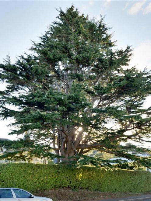 A Lebanese cedar in Bellevue St is among the group of trees proposed for protection in the...