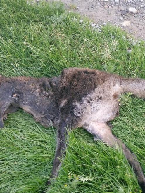 Environment Southland wants to know whether this animal fell off a vehicle in Southland or...