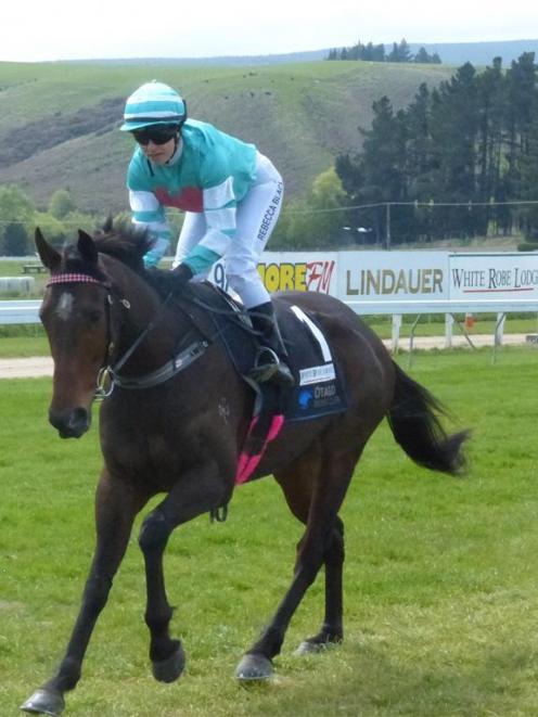 Revenge will be seeking his third consecutive win over country, at Wingatui tomorrow. Photo by...