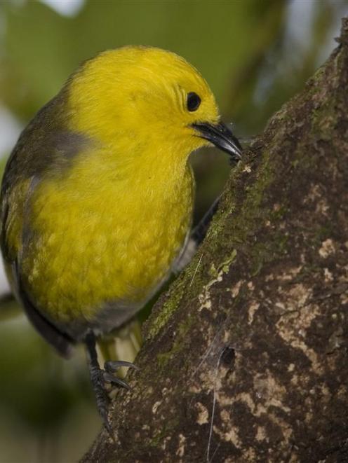 A mohua, or yellowhead. Photo by James Reardon.