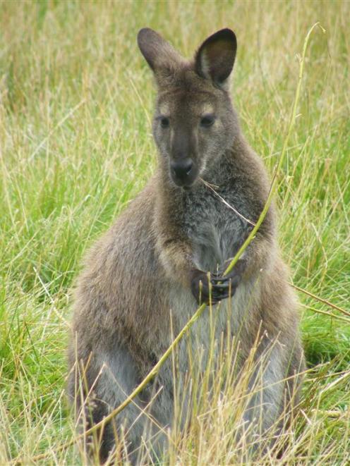 A wallaby feeds on grass near Waimate. Photo by ODT.