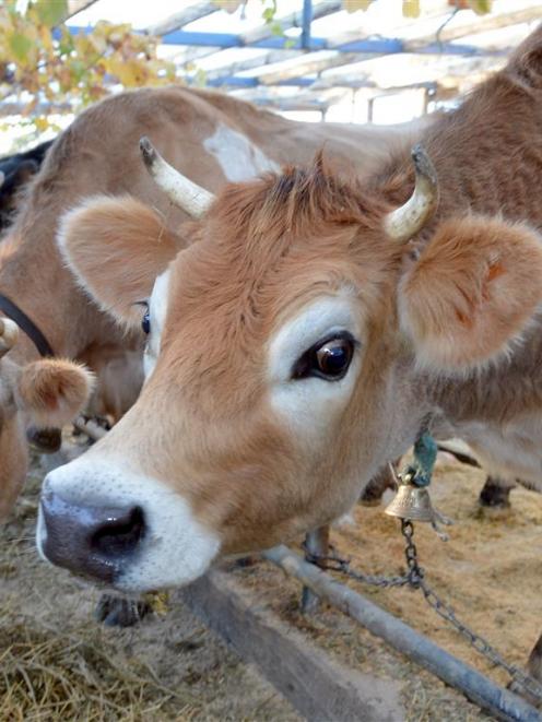 After a cow reacted positively to a bovine tuberculosis test in May, at the Port Chalmers farm...