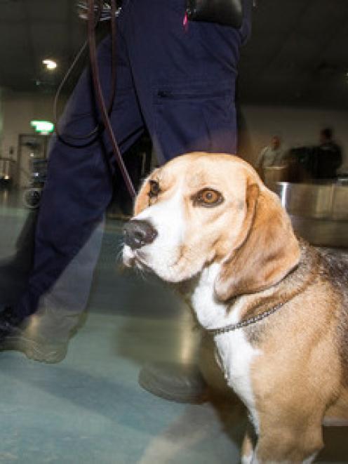 In 2015, Customs dogs found more than $3.7 million in cash. Photo NZ Herald