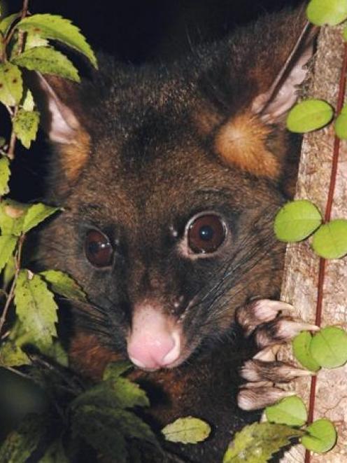 Landowners are trying to eradicate possums from Otago Peninsula. Photo: ODT