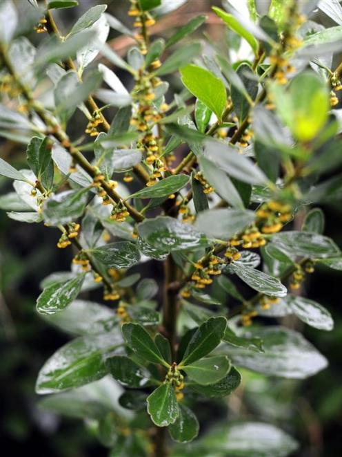 Melicytus novae-zelandiae