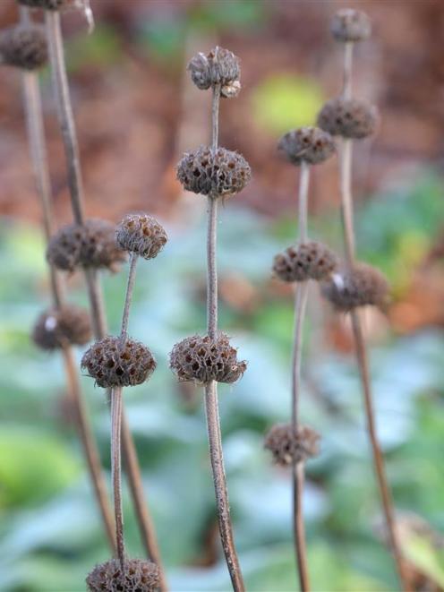 Phlomis russelian. Photo by Linda Robertson.