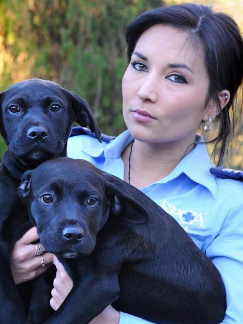 SPCA Otago inspector Sophia Tinirau in Dunedin yesterday holds two puppies that had been...