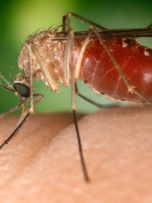 The Culex quinquefasciatus species of mosquito. Photo: Wikimedia Commons