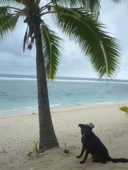 A dog relaxes on the beach in the Cook Islands. Photo: Lisa Scott.