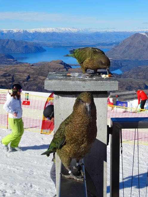  Kea check the menu at Treble Cone skifield’s outdoor cafe yesterday. Photo by Mark Price.