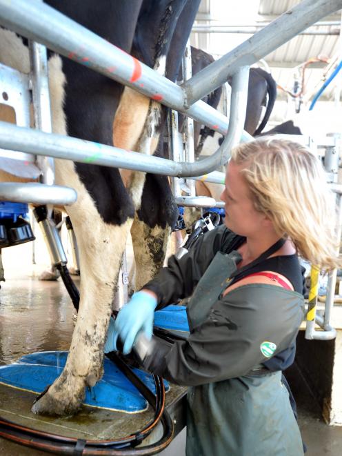 Dairy farmers are hoping for better returns from Fonterra in the future. PHOTO: CHRISTINE O'CONNOR