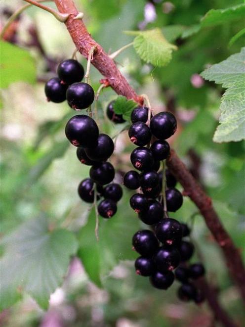 As blackcurrants are picked, the bushes can be pruned. Remove old branches that have borne fruit...