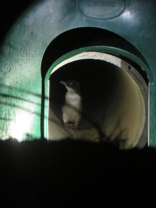 A penguin tries the new underpass tunnel at Oamaru Harbour. Photo: Shannon Gillies.